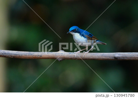 タイなど、東南アジアの熱帯雨林で見られる青と白と黒の美しい小鳥コルリ 130945780