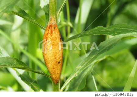 タケカレハの繭 タケカレハの繭 130945818