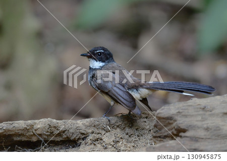 タイなど、東南アジアの熱帯雨林で見られる白黒のかわいらしい小鳥ムナオビオウギビタキ 130945875