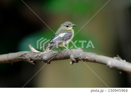 タイなど、東南アジアの熱帯雨林で見られる白黒パターンと黄色の美しい小鳥マミジロキビタキ 130945968