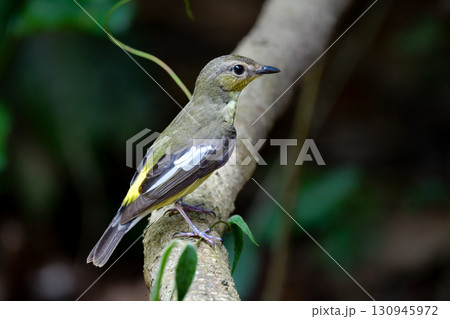 タイなど、東南アジアの熱帯雨林で見られる白黒パターンと黄色の美しい小鳥マミジロキビタキ タイなど、東南アジアの熱帯雨林で見られる白黒パターンと黄色の美しい小鳥マミジロキビタキ 130945972