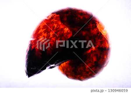 アンモナイトの化石 アンモナイトの化石 130946059