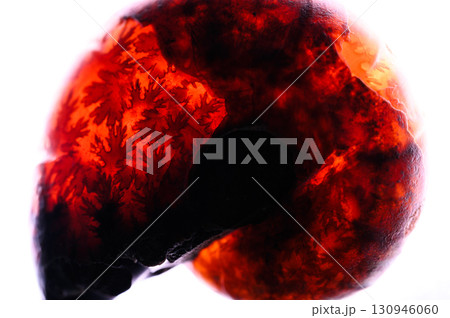 アンモナイトの化石 130946060