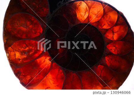 アンモナイトの化石 130946066