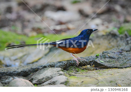 タイなど、東南アジアの熱帯雨林で見られる白黒とオレンジの羽色が美しい小鳥アカハラシキチョウ 130946168