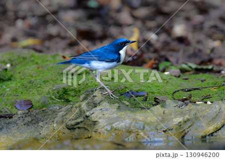 タイなど、東南アジアの熱帯雨林で見られる青と白と黒の美しい小鳥コルリ タイなど、東南アジアの熱帯雨林で見られる青と白と黒の美しい小鳥コルリ 130946200