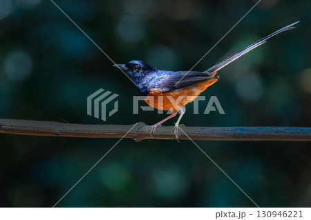 タイなど、東南アジアの熱帯雨林で見られる白黒とオレンジの羽色が美しい小鳥アカハラシキチョウ 130946221