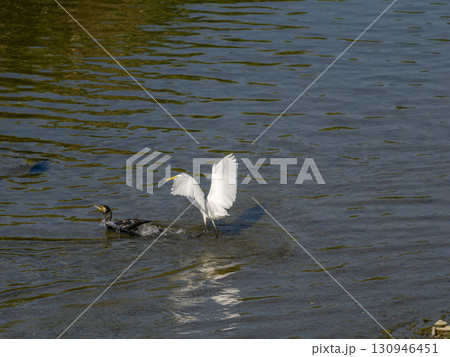 魚を咥えたカワウを追い掛けるダイサギ 130946451