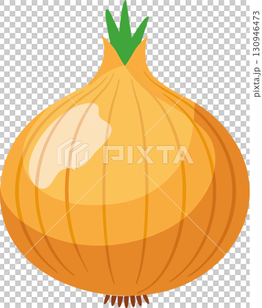 シンプルな玉ねぎのイラスト 130946473