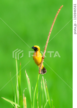 タイなど、東南アジアの水田や湿地で見られる黄色と黒の美しい極彩色の水辺の鳥キンイロコウヨウジャク 130946581
