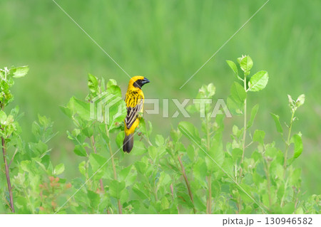 タイなど、東南アジアの水田や湿地で見られる黄色と黒の美しい極彩色の水辺の鳥キンイロコウヨウジャク 130946582