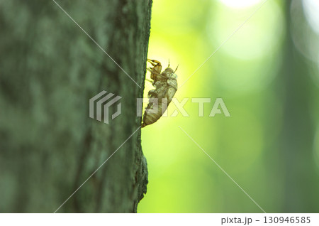 蝉の抜け殻 130946585