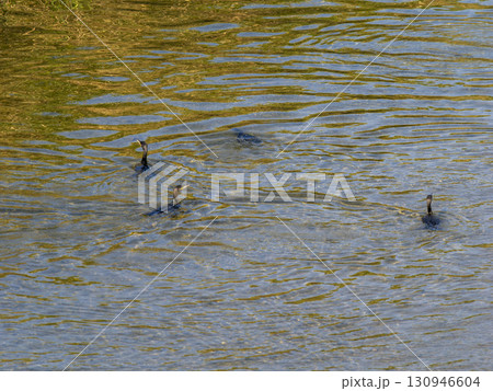 水に潜って魚を取る猪名川の川鵜 130946604