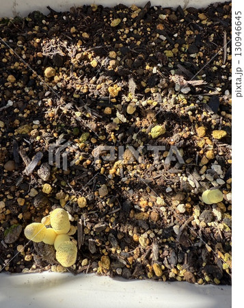 コガネキヌカラカサタケ(黄金絹唐傘茸)らしきキノコ コガネキヌカラカサタケ(黄金絹唐傘茸)らしきキノコ 130946645