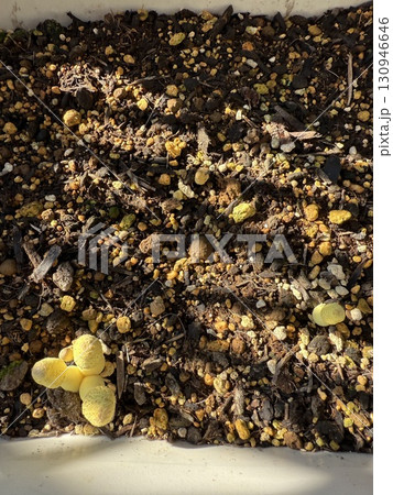 コガネキヌカラカサタケ(黄金絹唐傘茸)らしきキノコ コガネキヌカラカサタケ(黄金絹唐傘茸)らしきキノコ 130946646