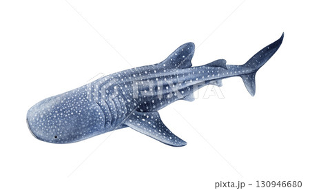 Whale shark fish watercolor illustration isolated on white background. Rhincodon typus vintage style hand drawn image. Whale shark giant underwater sea life beautiful creature Whale shark fish watercolor illustration isolated on white background. Rhincodon typus vintage style hand drawn image. Whale shark giant underwater sea life beautiful creature 130946680