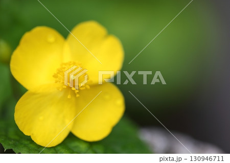 雨に濡れたヤマブキソウの花 雨に濡れたヤマブキソウの花 130946711