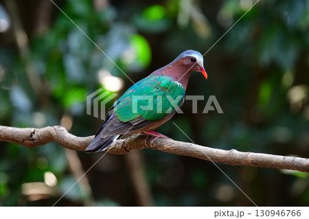 タイなど、東南アジアの熱帯雨林で見られる緑と銀色の羽色が美しいキンバト 130946766