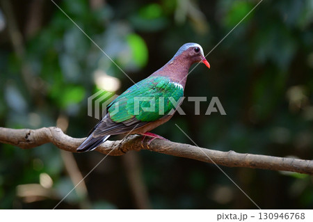 タイなど、東南アジアの熱帯雨林で見られる緑と銀色の羽色が美しいキンバト 130946768