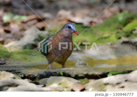 タイなど、東南アジアの熱帯雨林で見られる緑と銀色の羽色が美しいキンバト 130946777
