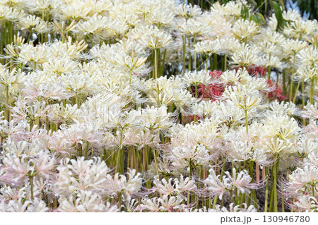 たくさんの白い彼岸花 130946780