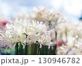 白い彼岸花 130946782