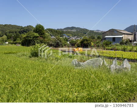 街の郊外に広がる田畑の風景 街の郊外に広がる田畑の風景 130946783
