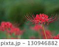赤い彼岸花 背景緑 130946882