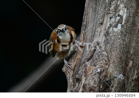 タイなど、東南アジアの熱帯雨林で見られる黒い首輪が印象的な小鳥ヒメクビワガビチョウ 130946884