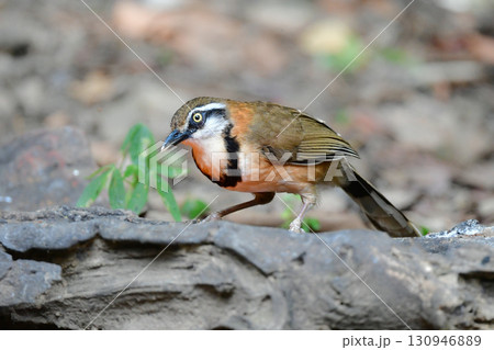 タイなど、東南アジアの熱帯雨林で見られる黒い首輪が印象的な小鳥ヒメクビワガビチョウ 130946889