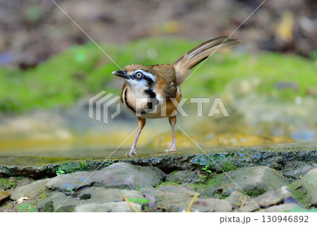 タイなど、東南アジアの熱帯雨林で見られる黒い首輪が印象的な小鳥ヒメクビワガビチョウ 130946892