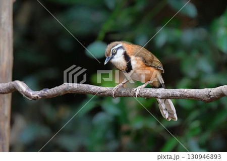 タイなど、東南アジアの熱帯雨林で見られる黒い首輪が印象的な小鳥ヒメクビワガビチョウ 130946893