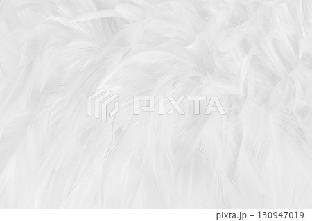Beautiful white grey bird feathers pattern texture background. Beautiful white grey bird feathers pattern texture background. 130947019