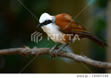 タイなど、東南アジアの熱帯雨林で見られる白い冠羽が印象的な美しい小鳥ハクオウチョウ 130947199