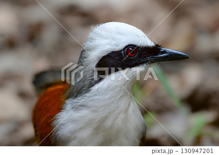 タイなど、東南アジアの熱帯雨林で見られる白い冠羽が印象的な美しい小鳥ハクオウチョウ 130947201