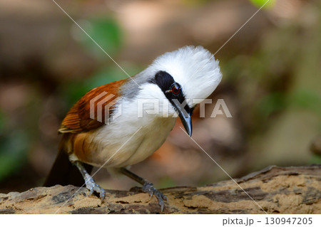 タイなど、東南アジアの熱帯雨林で見られる白い冠羽が印象的な美しい小鳥ハクオウチョウ 130947205