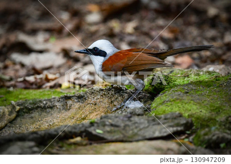 タイなど、東南アジアの熱帯雨林で見られる白い冠羽が印象的な美しい小鳥ハクオウチョウ 130947209