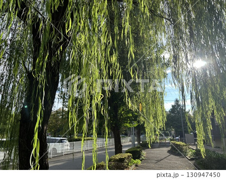 夏の終わりの風で揺れるシダレヤナギと青空 130947450