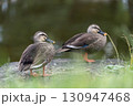 緑の中に映えるカモ 130947468