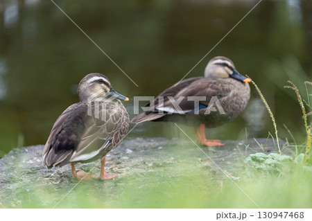 緑の中に映えるカモ 130947468
