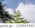 松の木と笹と雲のある青空 130947469