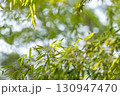 木漏れ日と新緑の葉 130947470