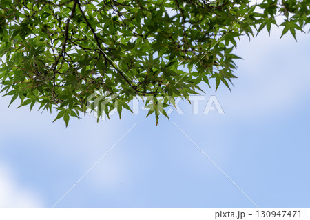 青空に映える新緑のモミジ 130947471