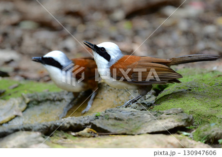 タイなど、東南アジアの熱帯雨林で見られる白い冠羽が印象的な美しい小鳥ハクオウチョウ 130947606