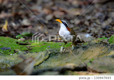 タイなど、東南アジアの熱帯雨林で見られる黄色い嘴と白い腹が印象的な美しい小鳥マミジロマルハシ タイなど、東南アジアの熱帯雨林で見られる黄色い嘴と白い腹が印象的な美しい小鳥マミジロマルハシ 130947693