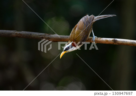 タイなど、東南アジアの熱帯雨林で見られる黄色い嘴と白い腹が印象的な美しい小鳥マミジロマルハシ 130947697