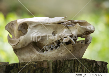 The weathered skull of a wild boar is set against a lush green background. 130947702