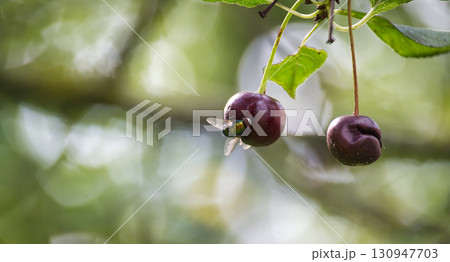 A close-up of cherries with a fly, set against a blurred green background. A close-up of cherries with a fly, set against a blurred green background. 130947703