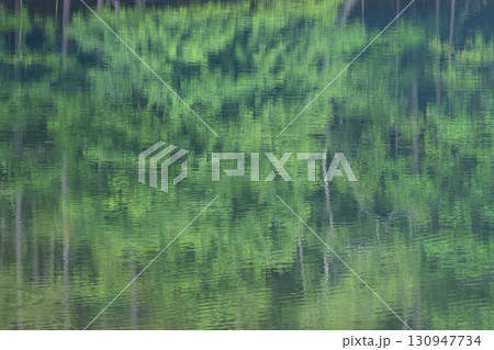 緑色の水面に映る新緑の木立 130947734