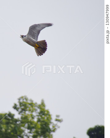Falcon 繁殖域に侵入した外敵を追い払うために巣から飛び立ったハヤブサの雄 (超望遠ズーム撮影) 130947999